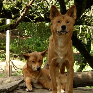 Dingos - Australischer Wildhund